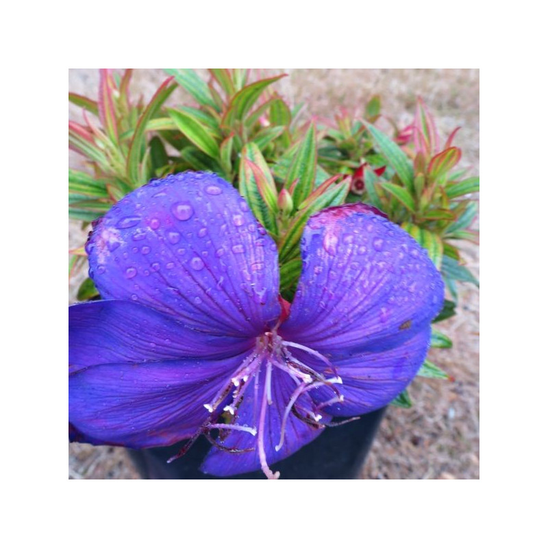 Tibouchina groovy baby®