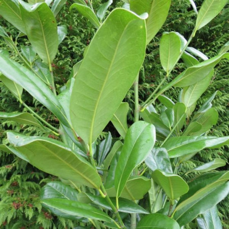 Magnolia Edith Bogue