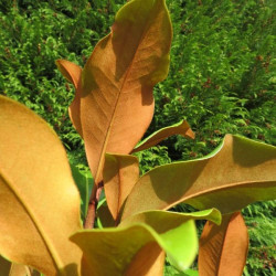 Magnolia Bracken's brown beauty
