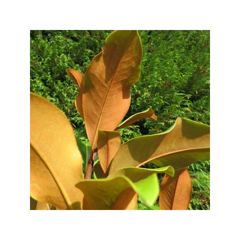 Magnolia Bracken's brown beauty