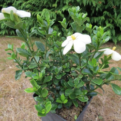 Gardenia Kleim's hardy