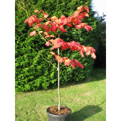 Acer japonicum vitifolium