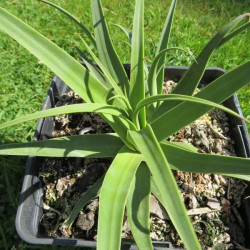 Agave bracteosa calamar