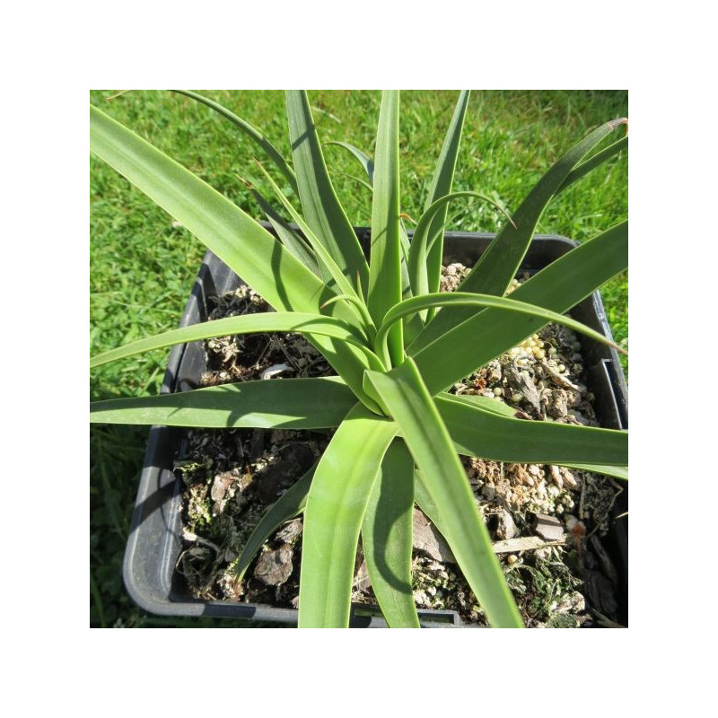 Agave bracteosa calamar