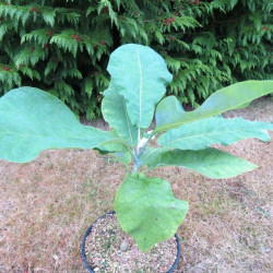 Magnolia macrophylla Ashei