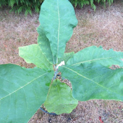 Magnolia macrophylla Ashei