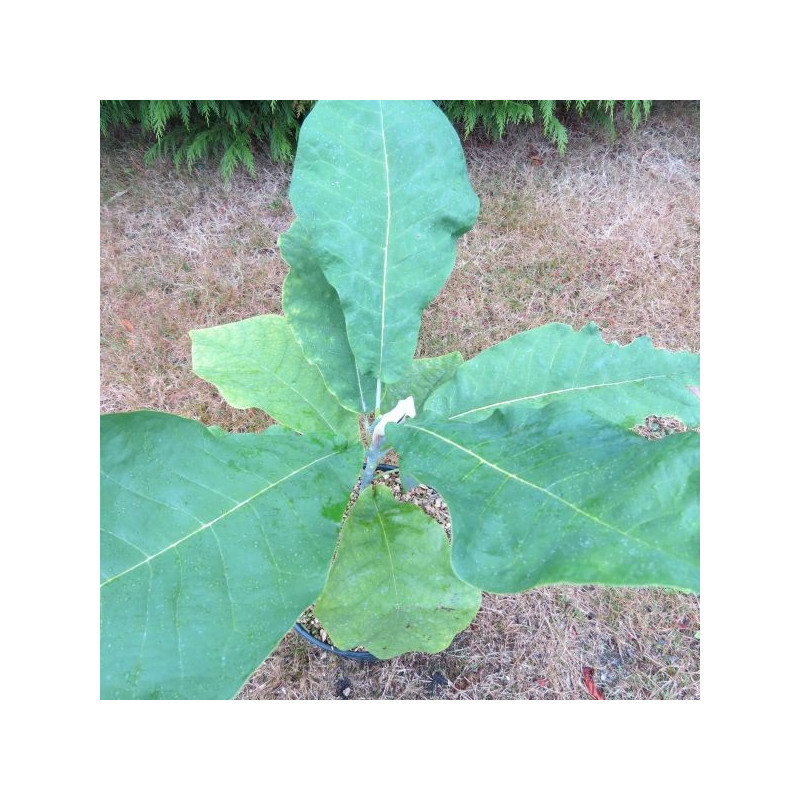 Magnolia macrophylla Ashei