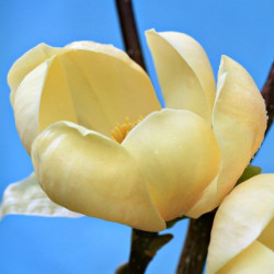 Magnolia honey tulip