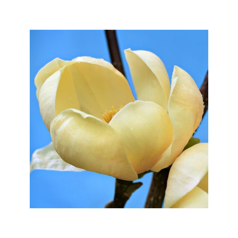 Magnolia honey tulip