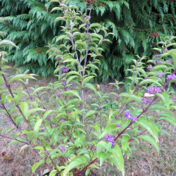 Callicarpa dichotoma Issaï