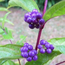 Callicarpa dichotoma Issaï