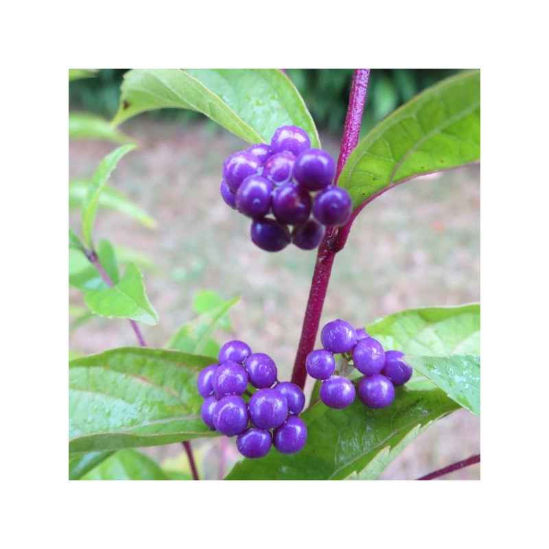 Callicarpa dichotoma Issaï