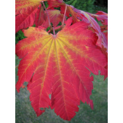 Acer japonicum vitifolium feuille