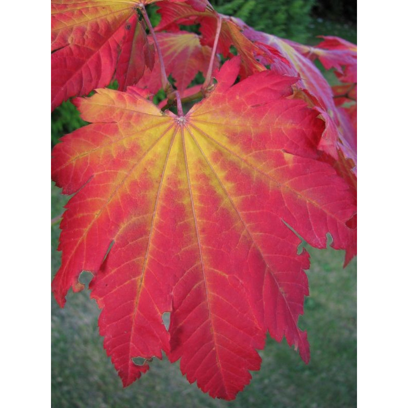 Acer japonicum vitifolium