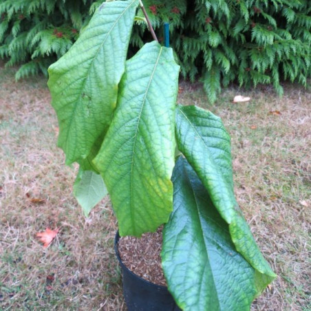 Asimina triloba Rebecca's gold