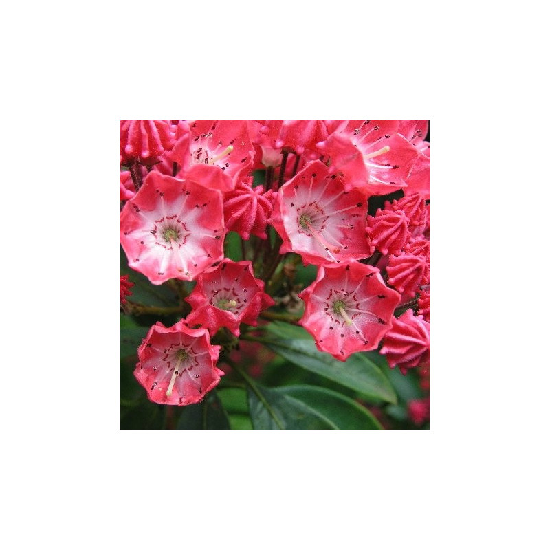 Kalmia latifolia pinkobello