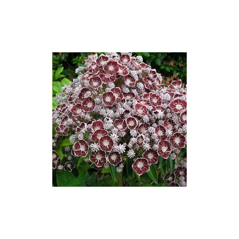 Kalmia latifolia tad