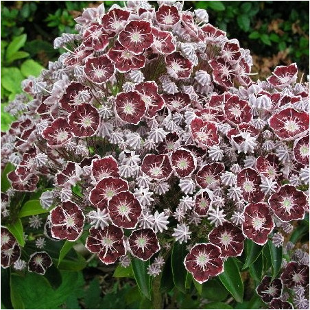 Kalmia latifolia tad