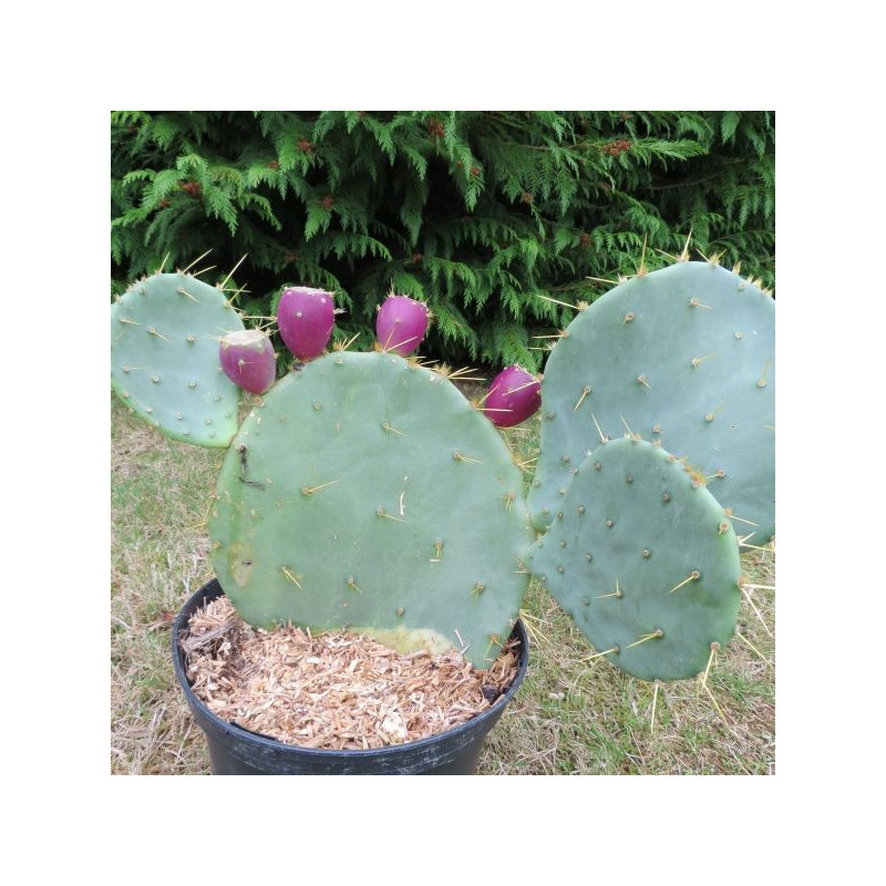 Opuntia engelmannii var. lindheimeri 5 litres