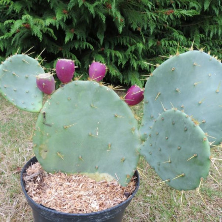 Opuntia engelmannii var. lindheimeri 5 litres