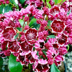 Kalmia latifolia heart's desire