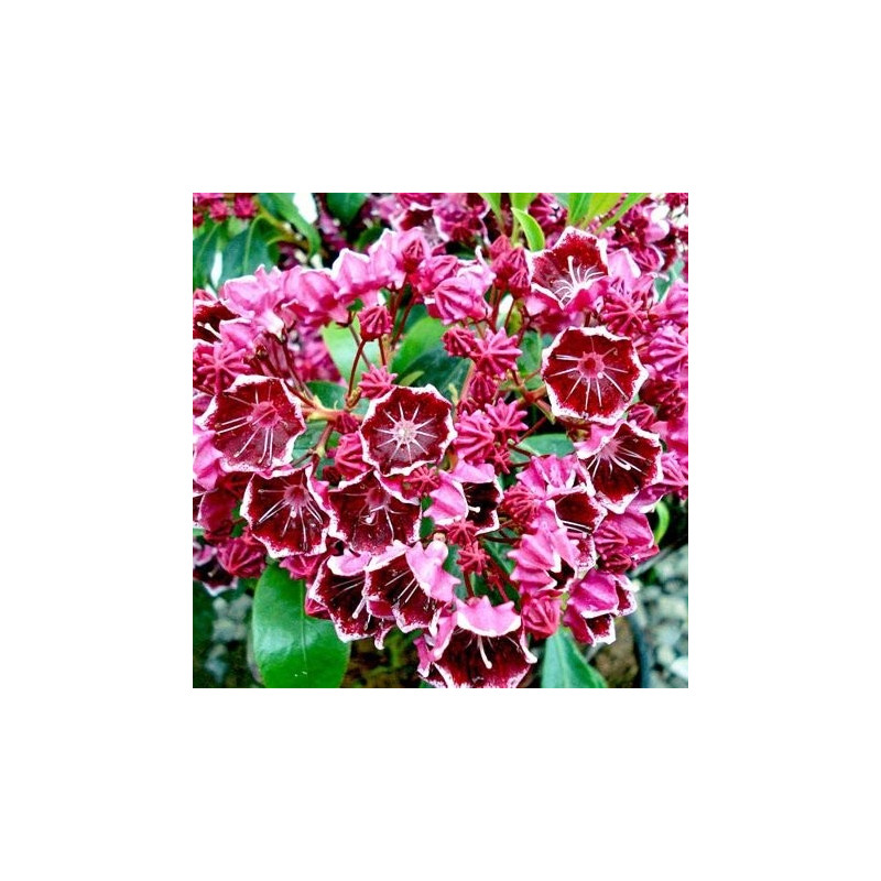 Kalmia latifolia heart's desire