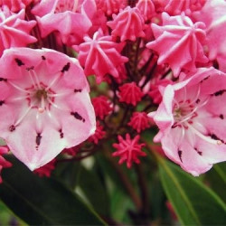 Kalmia latifolia ewa