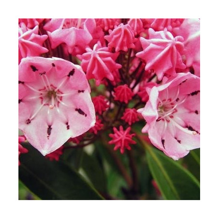 Kalmia latifolia ewa