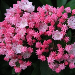 Kalmia latifolia you can