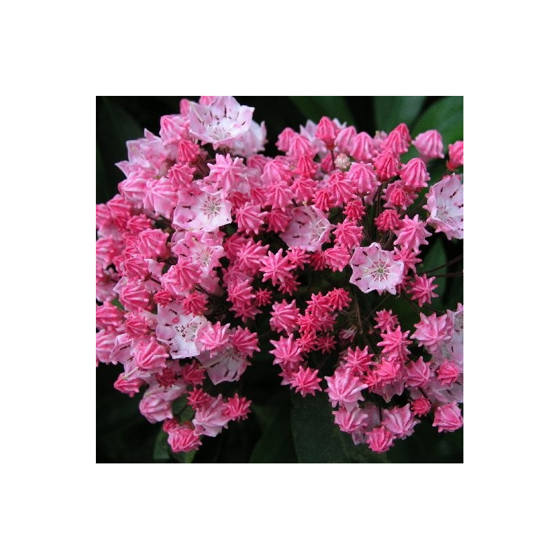 Kalmia latifolia you can