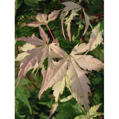 Acer palmatum 'asahi zuru' feuille