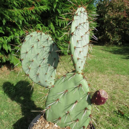 Opuntia phaecantha mojavensis