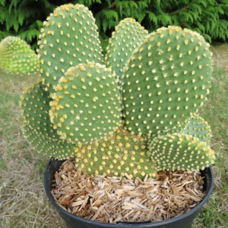 Opuntia microdasys