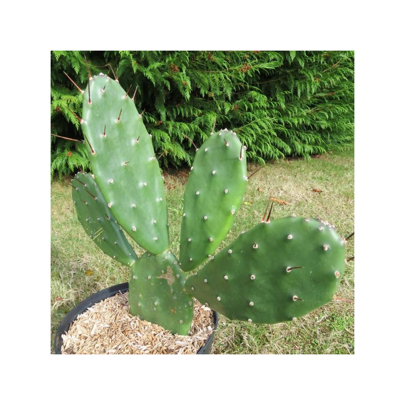 Opuntia anacantha 5 litres