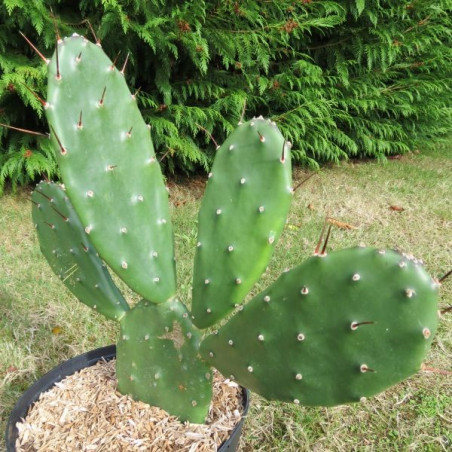 Opuntia anacantha 5 litres