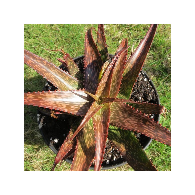 Aloe dorotheae x white ghost