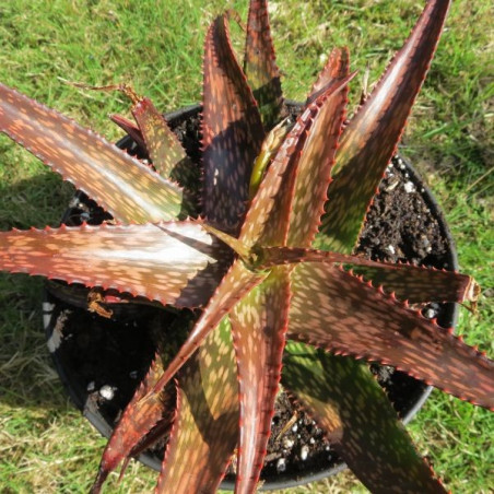 Aloe dorotheae x white ghost