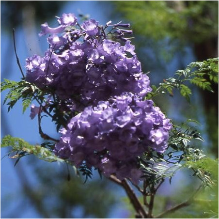 Jacaranda mimosifolia