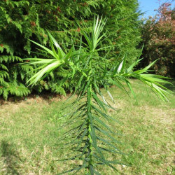 Araucaria augustifolia