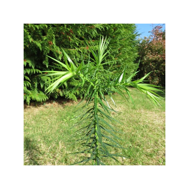 Araucaria augustifolia Araucaria augustifolia