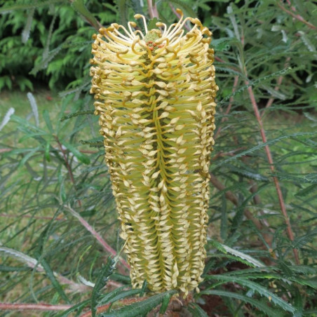 Banksia spinulosa