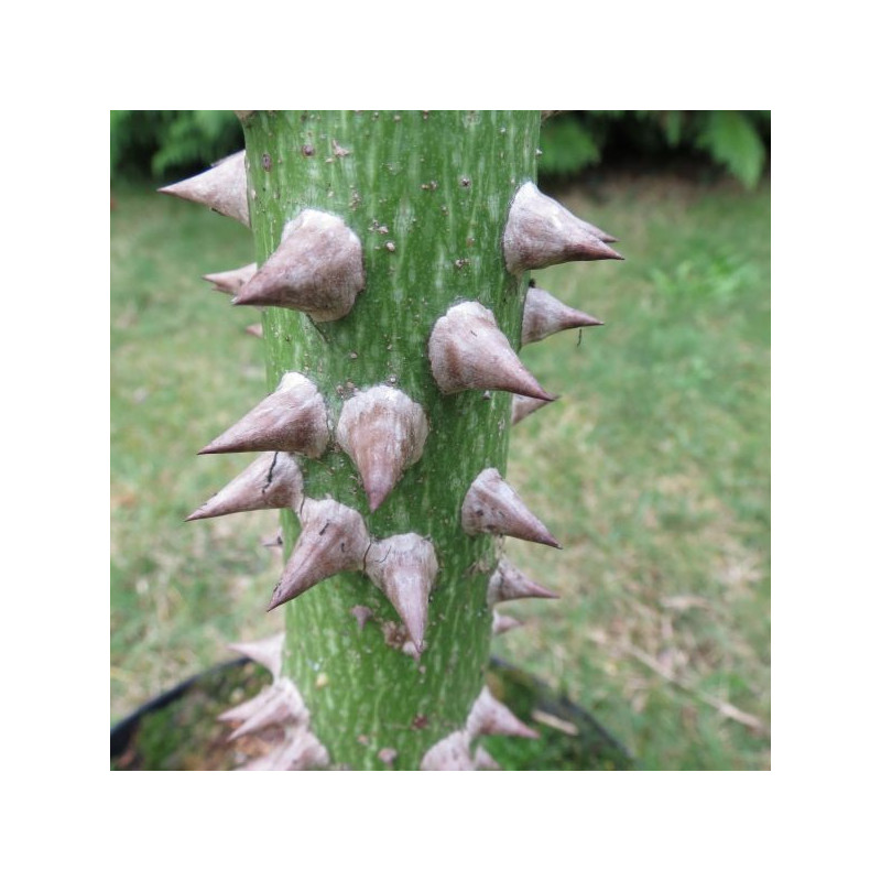 Chorisia speciosa