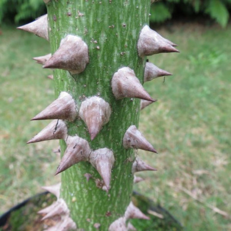 Chorisia speciosa