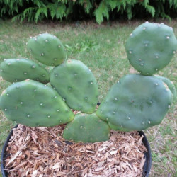 Opuntia humifusa millevaches