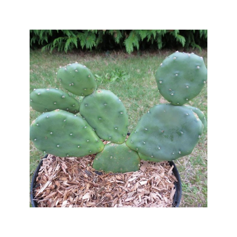 Opuntia humifusa millevaches