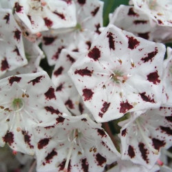 Kalmia latifolia windrose