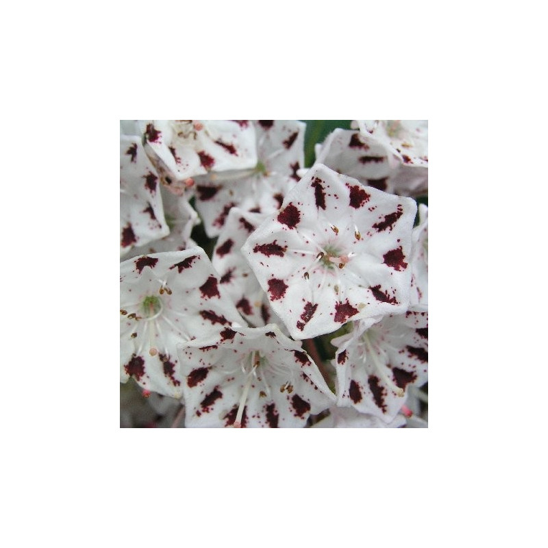 Kalmia latifolia windrose