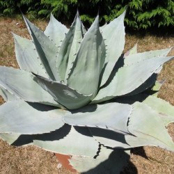 Agave ovatifolia