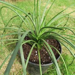 Agave geminiflora 4 l