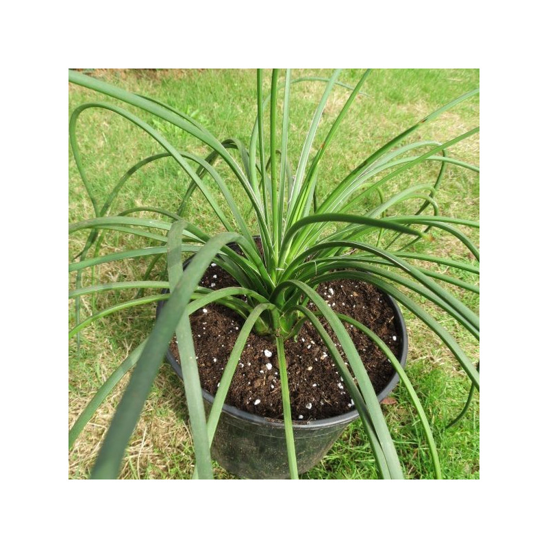 Agave geminiflora 4 l